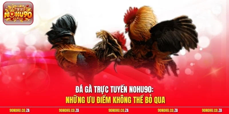 Đá Gà Trực Tuyến Nohu90: Những Ưu Điểm Không Thể Bỏ Qua